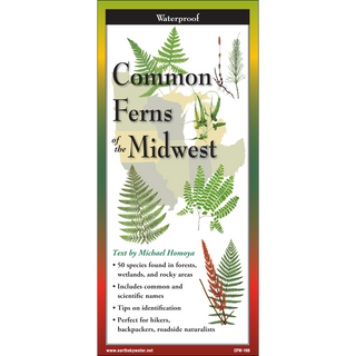 Common Ferns of the Midwest