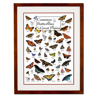 Common Butterflies of the Great Plains
