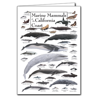 Marine Mammals of the California Coast - Poster Card