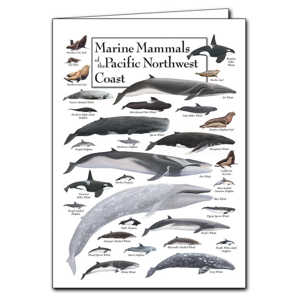 Greeting Cards - Marine Mammals of the Pacific Northwest Coast - Poster ...