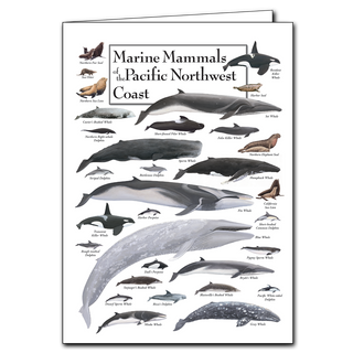Marine Mammals of the Pacific Northwest Coast - Poster Card