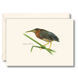Green Heron