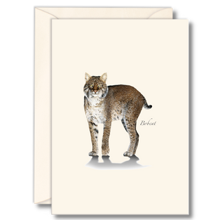 Bobcat