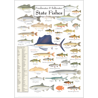 Freshwater & Saltwater Fishes Poster - Earth Sky + Water