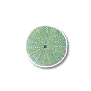 Sea Urchin II - Earth Sky + Water