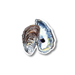 Oyster - Earth Sky + Water