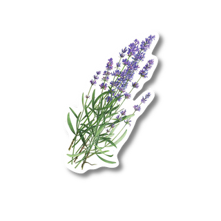 lavender flower stickers Lavender Sticker