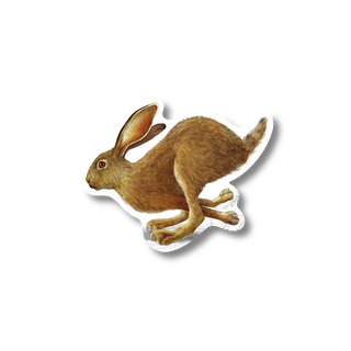 Jackrabbit - Earth Sky + Water