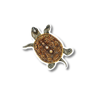 Diamondback Terrapin - Earth Sky + Water