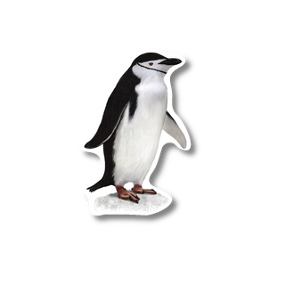 Chinstrap Penguin - Earth Sky + Water