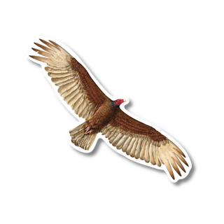 Turkey Vulture - Earth Sky + Water