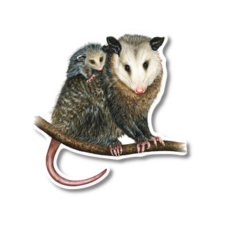 Opossums - Earth Sky + Water