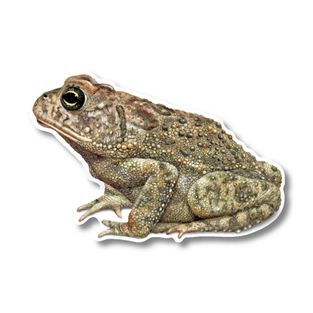 Stickers - Southern Toad – Earth Sky + Water
