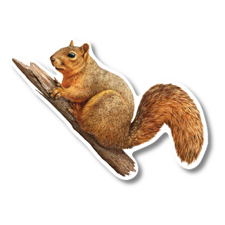 Fox Squirrel - Earth Sky + Water