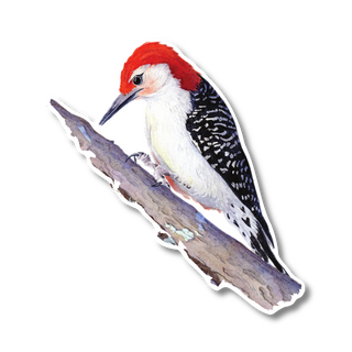 Red-Bellied Woodpecker - Earth Sky + Water