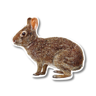 Marsh Rabbit - Earth Sky + Water