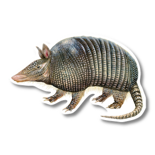 Nine-Banded Armadillo - Earth Sky + Water