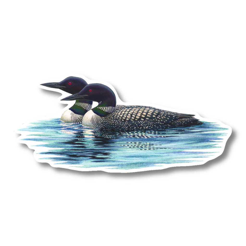 Stickers - Common Loon Pair – Earth Sky + Water