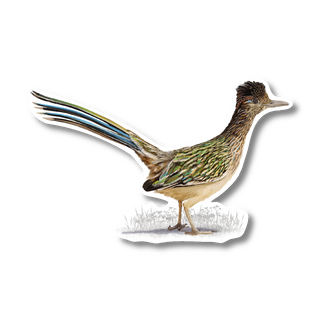 Greater Roadrunner - Earth Sky + Water