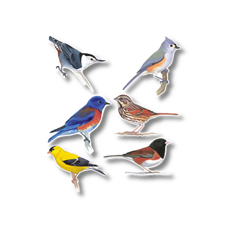 Western Songbirds - Earth Sky + Water