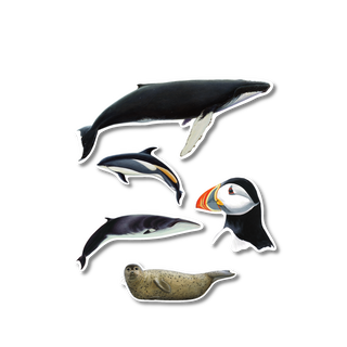 Atlantic Whalewatch - Earth Sky + Water