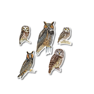 David Allen Sibley's Owls - Earth Sky + Water