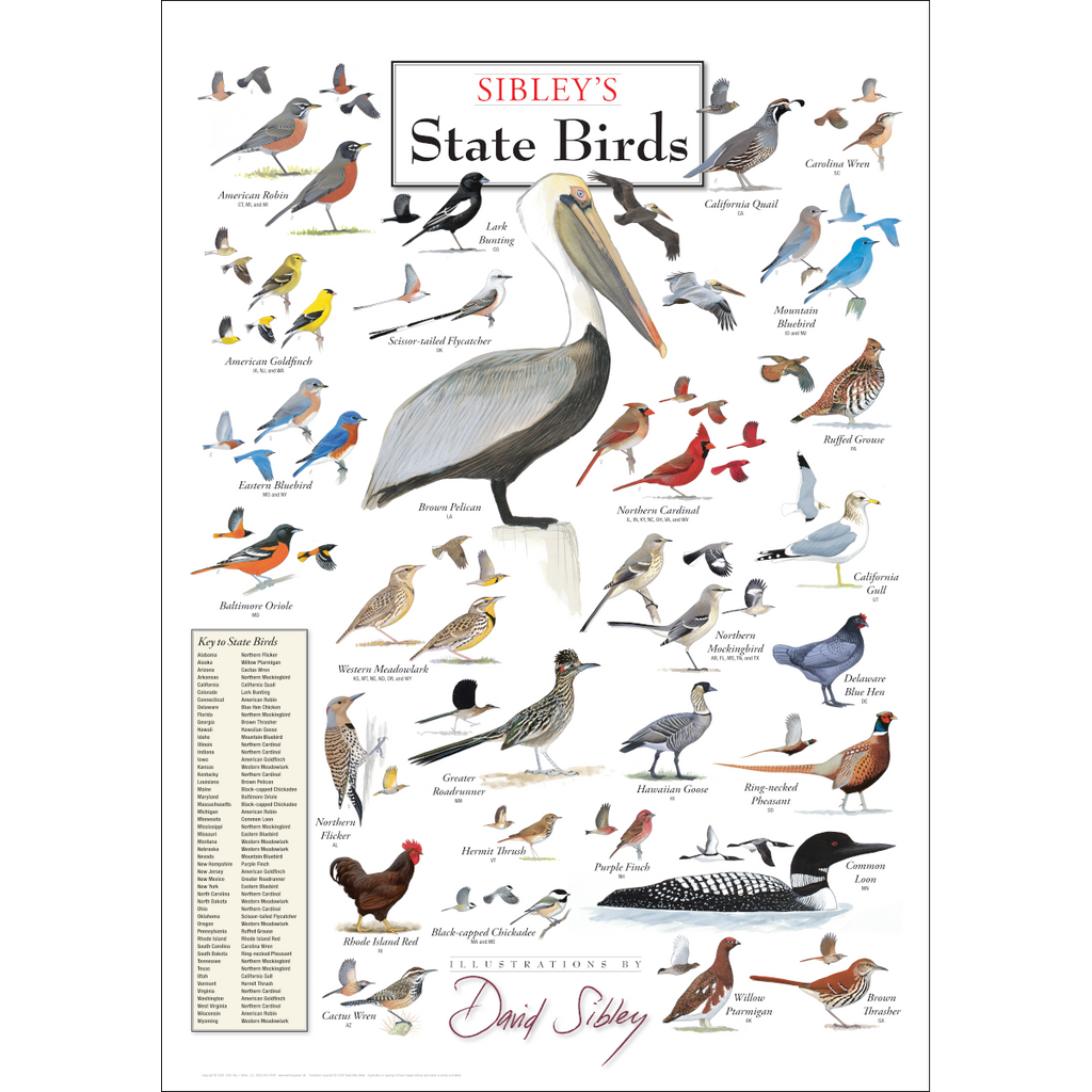 Posters - David Allen Sibley's State Birds Poster – Earth Sky + Water