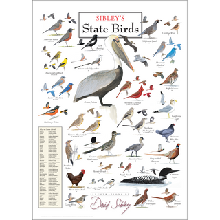 David Allen Sibley's State Birds Poster - Earth Sky + Water