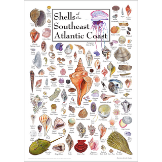 Shells of the Southeast Atlantic Coast - Poster