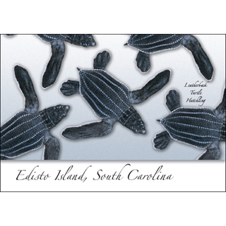 Leatherback Hatchling image 0