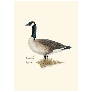 Canada Goose image 1