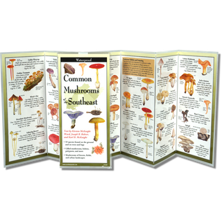 Common Mushrooms of the Southeast image 1