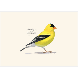 Sibley's American Goldfinch image 1