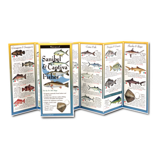 Sanibel & Captiva Fishes image 1