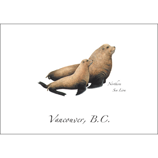 Northern Sea Lion image 0