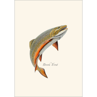 Brook Trout image 1