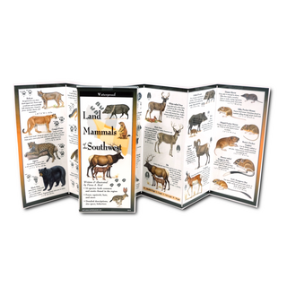 Land Mammals of the Southwest image 1