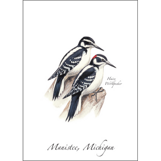 Hairy Woodpecker image 0