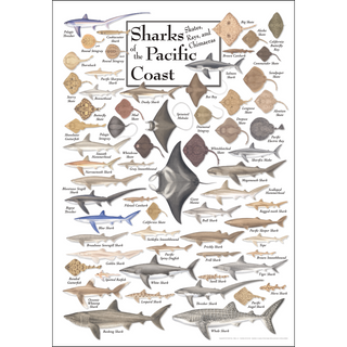 Sharks, Skates, Rays & Chimaeras of the Pacific Coast - Poster image 0