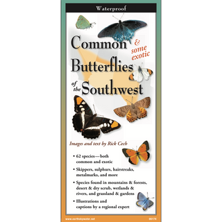 Common Butterflies of the Southwest image 0