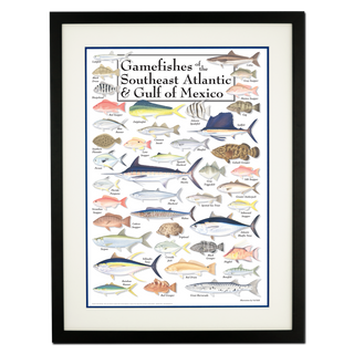 Gamefishes of  Southeast Atlantic & Gulf of Mexico - Poster - Double matted black frame image