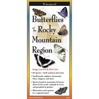 Butterflies of the Rocky Mountain Region image 0