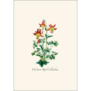 Western Wildflower Assortment image 3