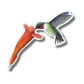 Ruby-Throated Hummingbird image 0