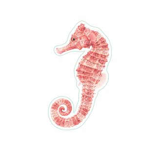 Seahorse image 1