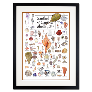 Sanibel & Captiva Shells & Beach Life - Poster - Double matted black frame image