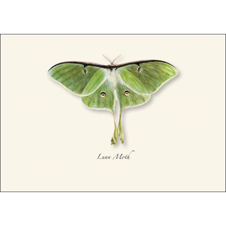 Luna Moth image 1