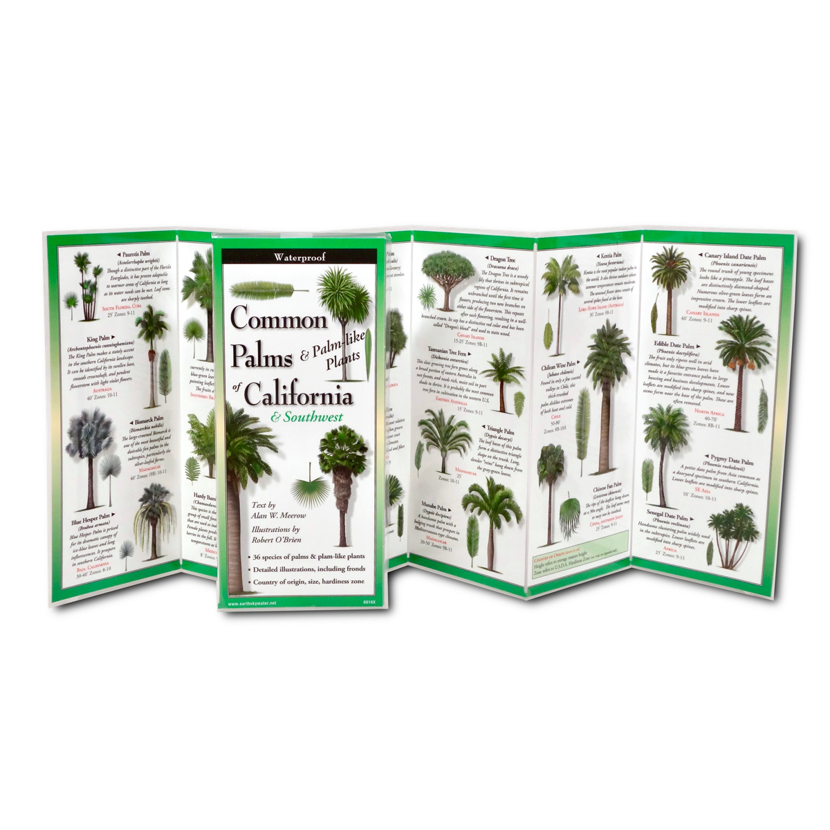 alan palm plant Common Palms of California & Southwest