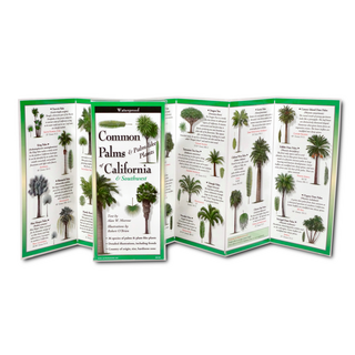 Common Palms & Palm-like Plants of California & Southwest image 1