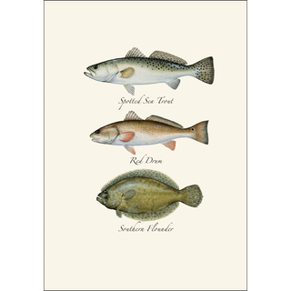 Saltwater Fish Assortment image 2